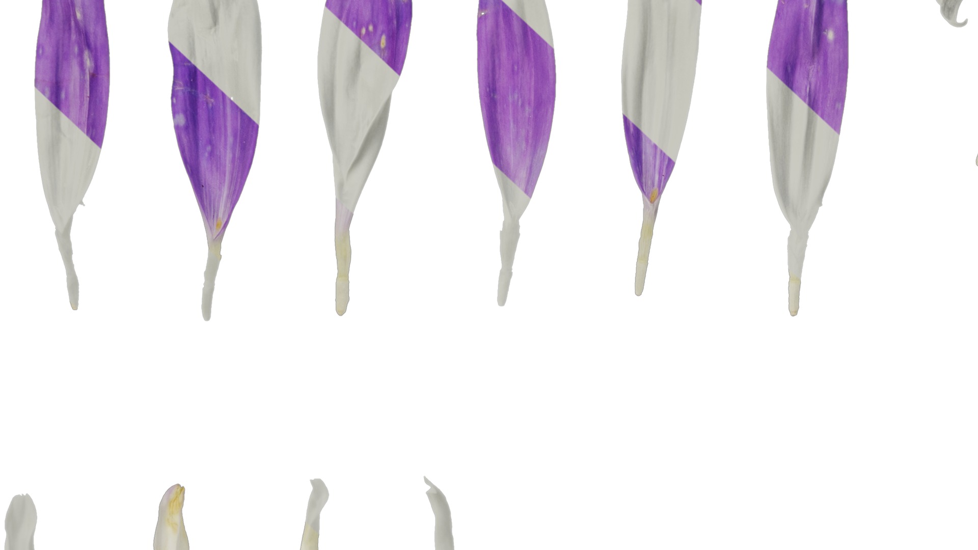 Anydrafts Callistephus chinensis Flower 02 Texture_7