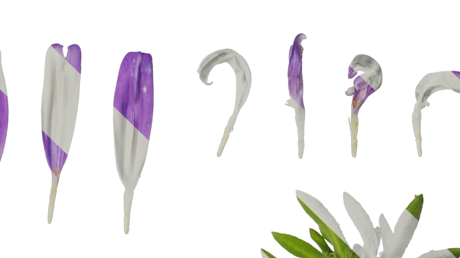 Anydrafts Callistephus chinensis Flower 02 Texture_4