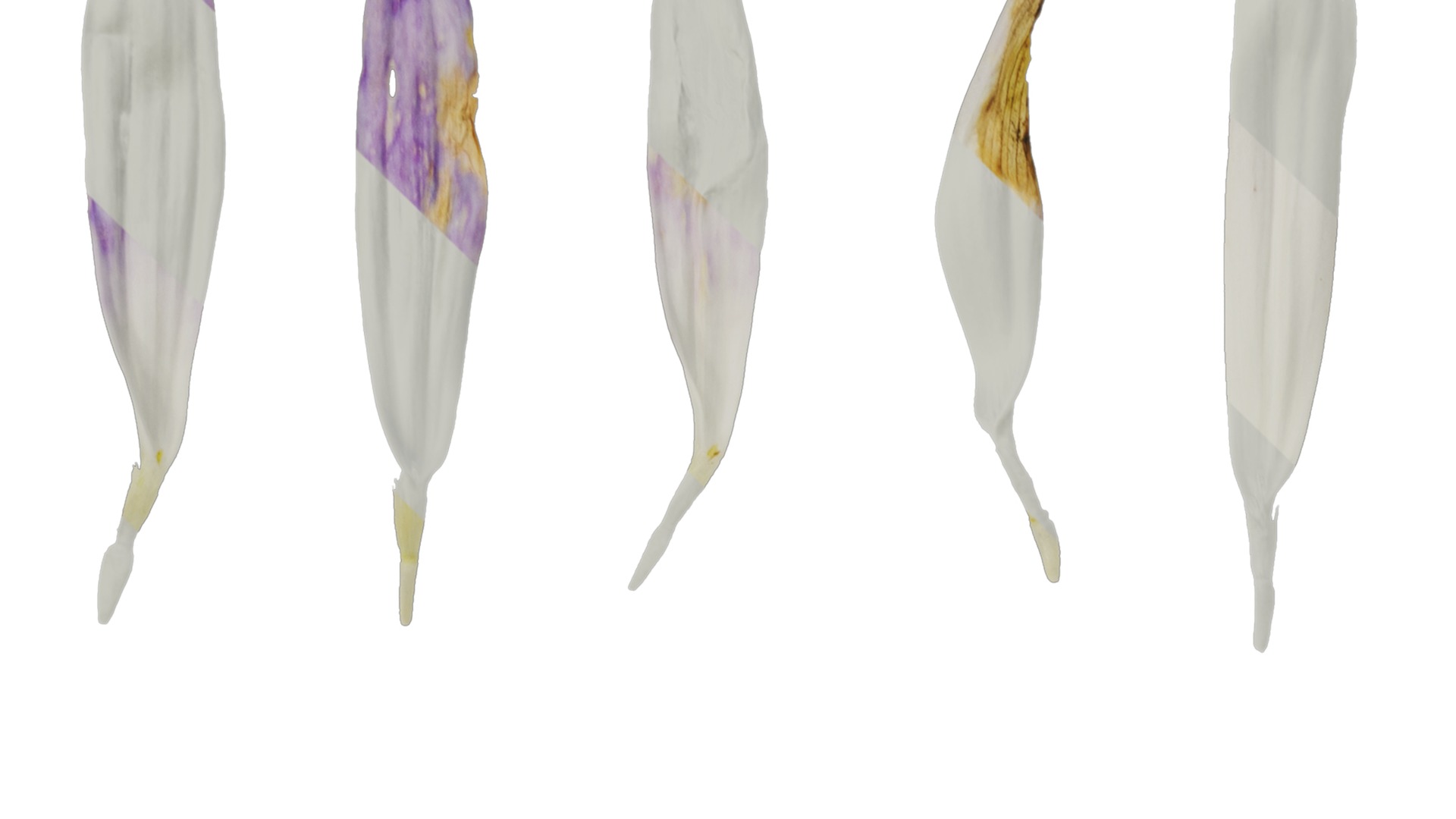 Anydrafts Callistephus chinensis Flower 02 Texture_1