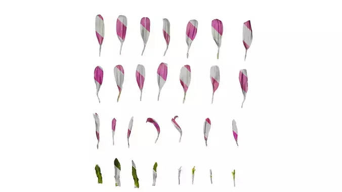 Anydrafts Callistephus chinensis Flower 03