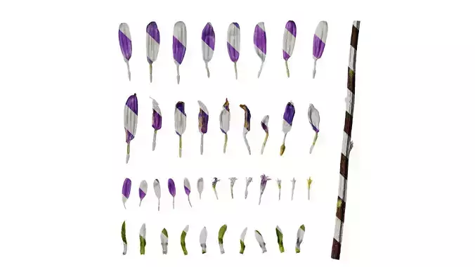 Anydrafts Callistephus chinensis Flower 04