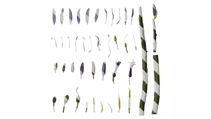 Anydrafts Camassia cusickii Atlas 02