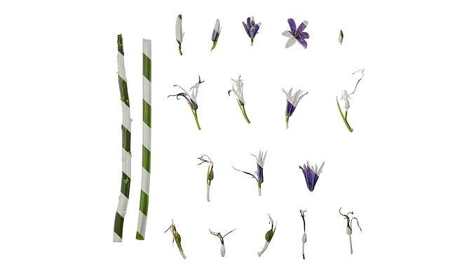 Anydrafts Camassia cusickii Flower 01 Texture