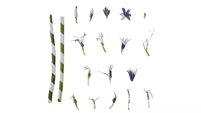 Anydrafts Camassia cusickii Flower 01 Texture