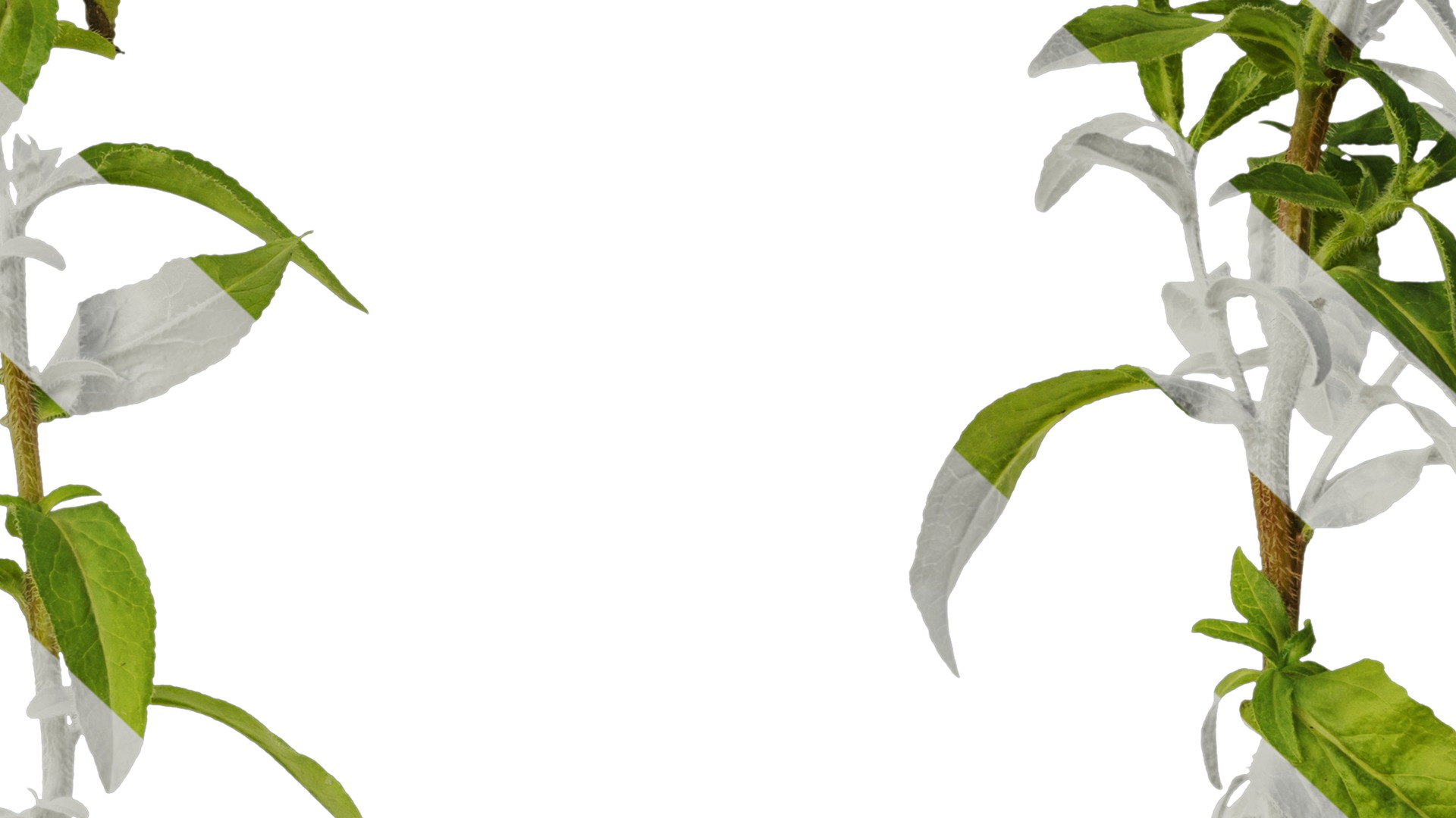 Anydrafts Campanula medium Atlas 02 Texture_7