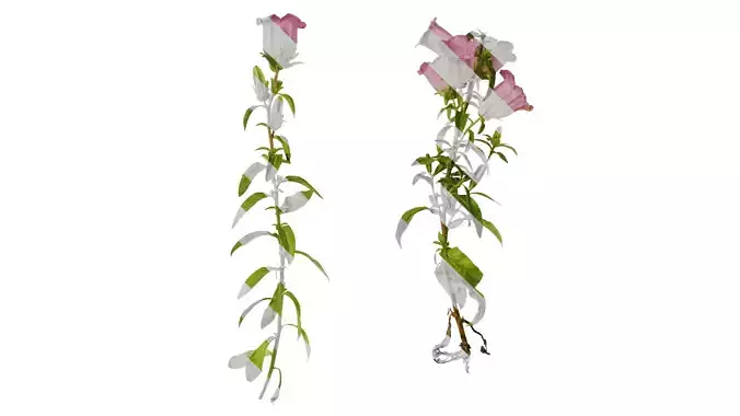 Anydrafts Campanula medium Atlas 02