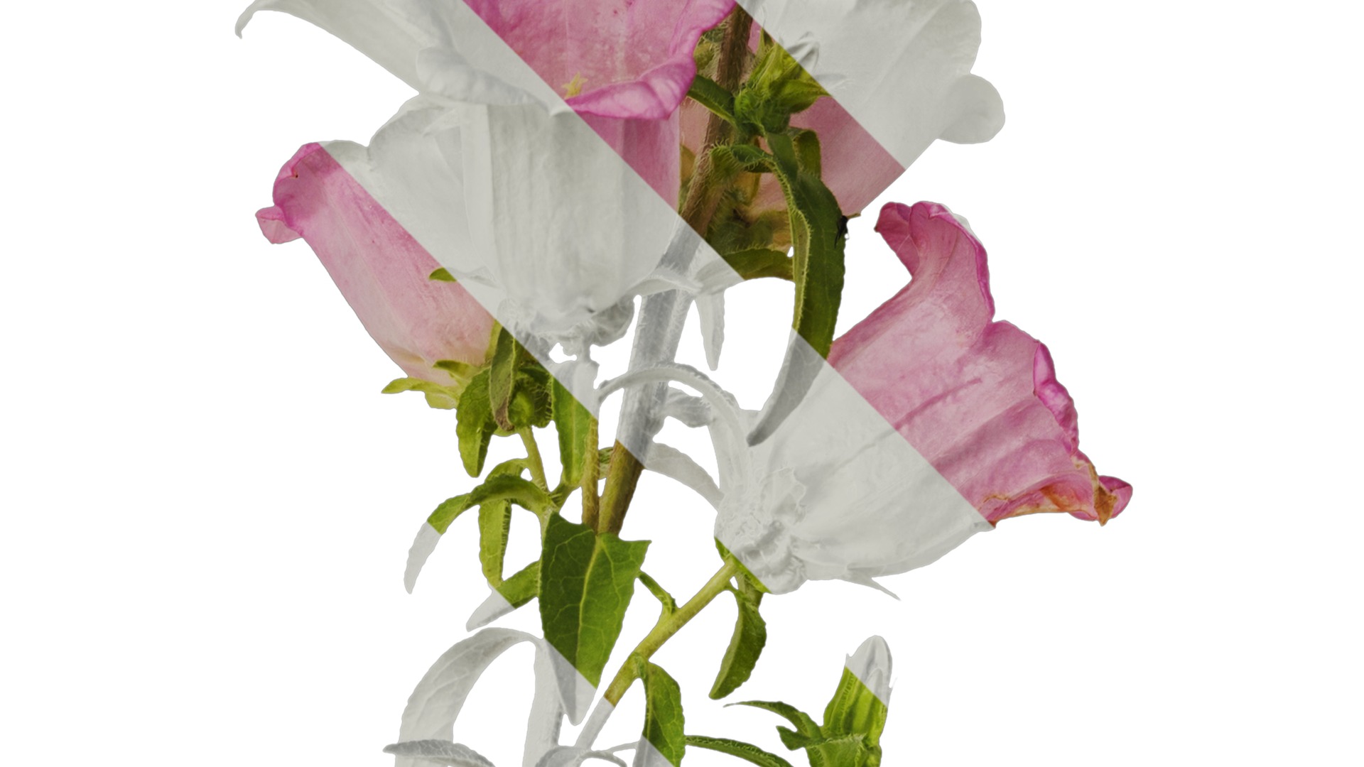 Anydrafts Campanula medium Atlas 02 Texture_2