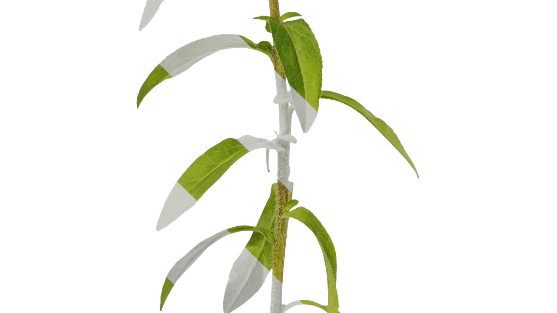 Anydrafts Campanula medium Atlas 02 Texture_5