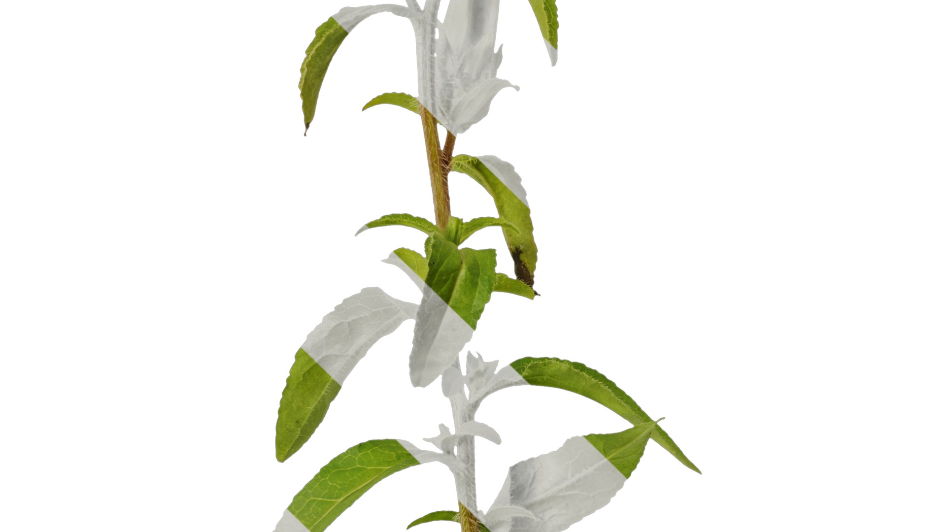 Anydrafts Campanula medium Atlas 02 Texture_3