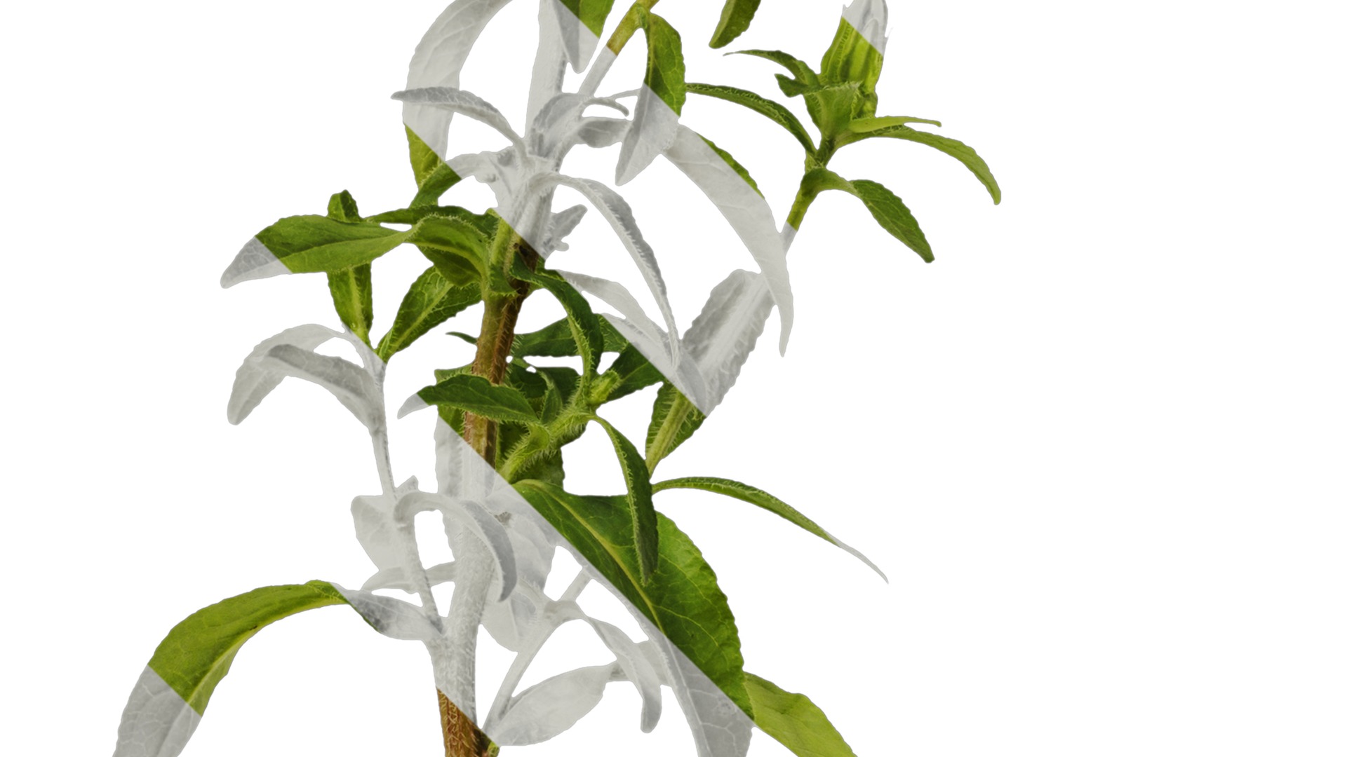 Anydrafts Campanula medium Atlas 02 Texture_4