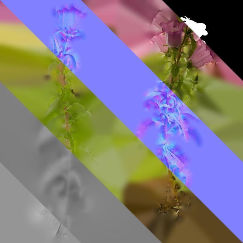 Anydrafts Campanula medium Atlas 02 Texture_8