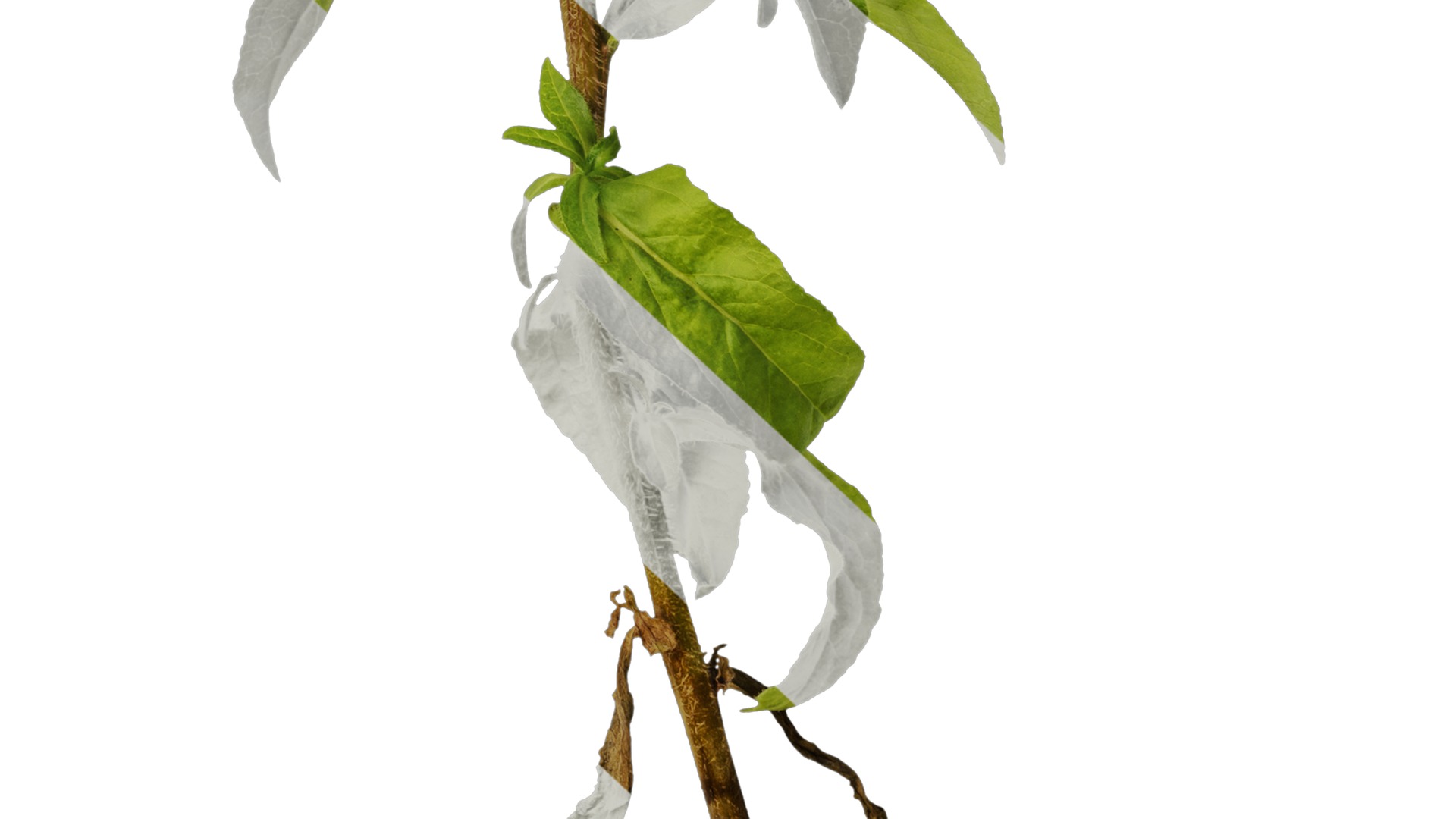 Anydrafts Campanula medium Atlas 02 Texture_6