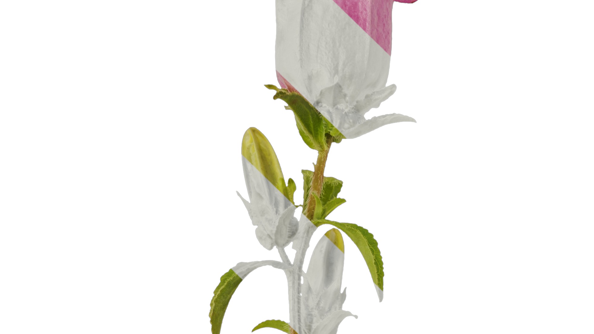 Anydrafts Campanula medium Atlas 02 Texture_1