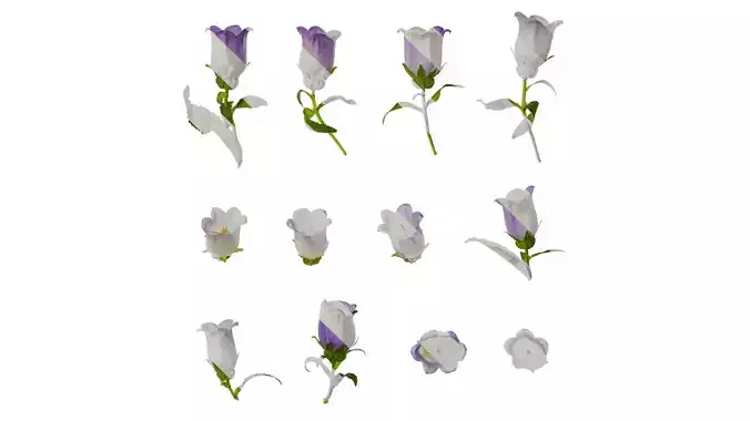 Anydrafts Campanula medium Atlas 05 Texture