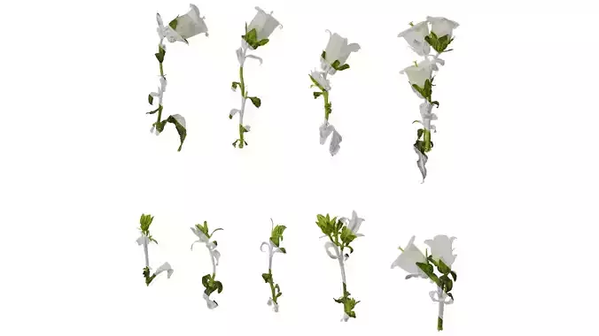 Anydrafts Campanula medium Atlas 06