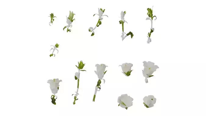 Anydrafts Campanula medium Atlas 07 Texture