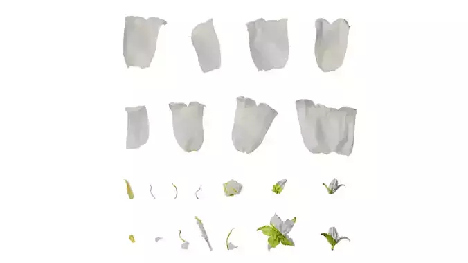 Anydrafts Campanula medium Flower 01 Texture