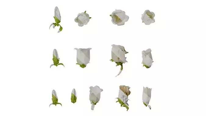 Anydrafts Campanula medium Flower 02 Texture