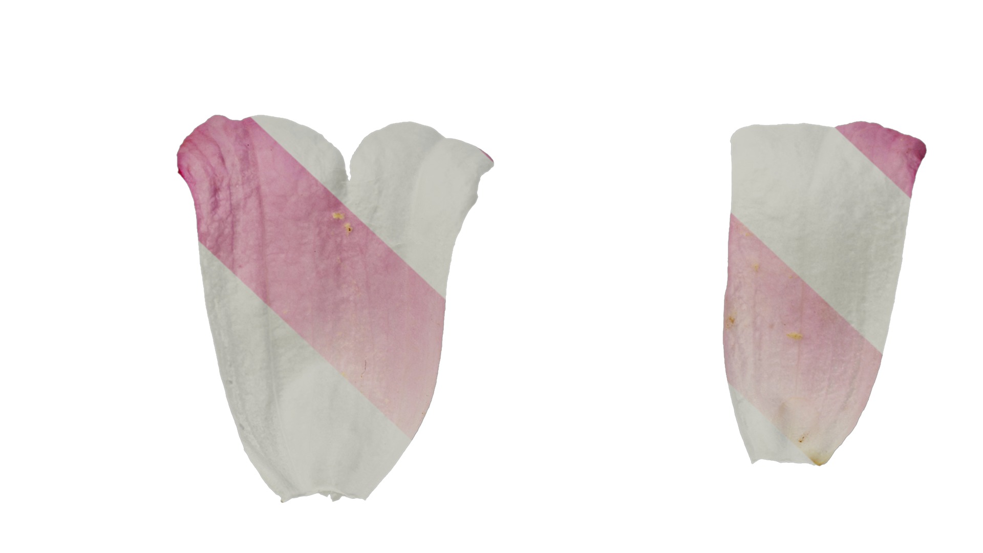 Anydrafts Campanula medium Flower 03 Texture_7