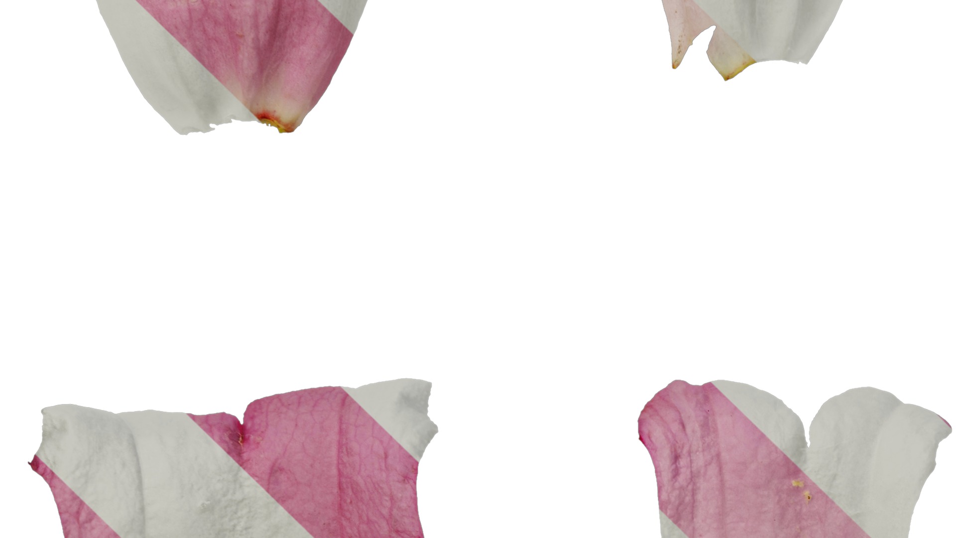 Anydrafts Campanula medium Flower 03 Texture_3