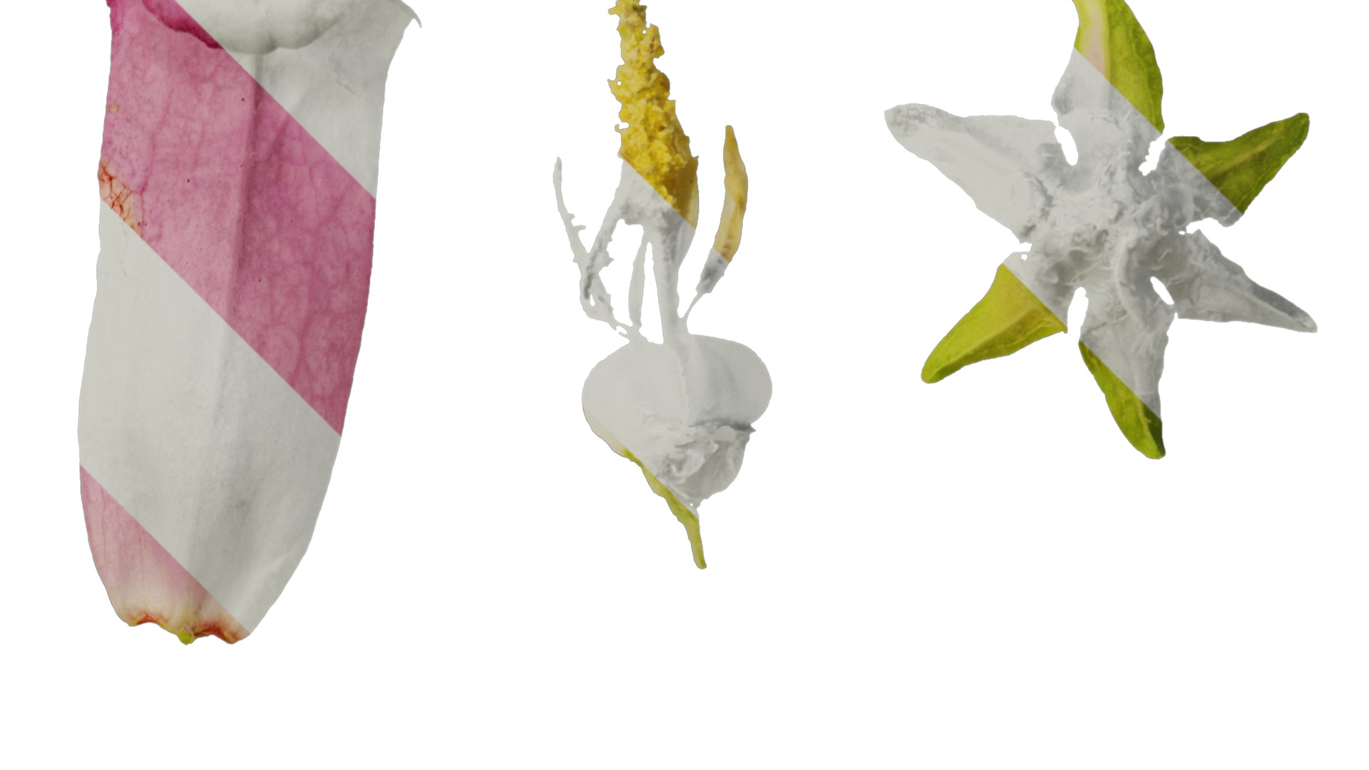 Anydrafts Campanula medium Flower 03 Texture_2