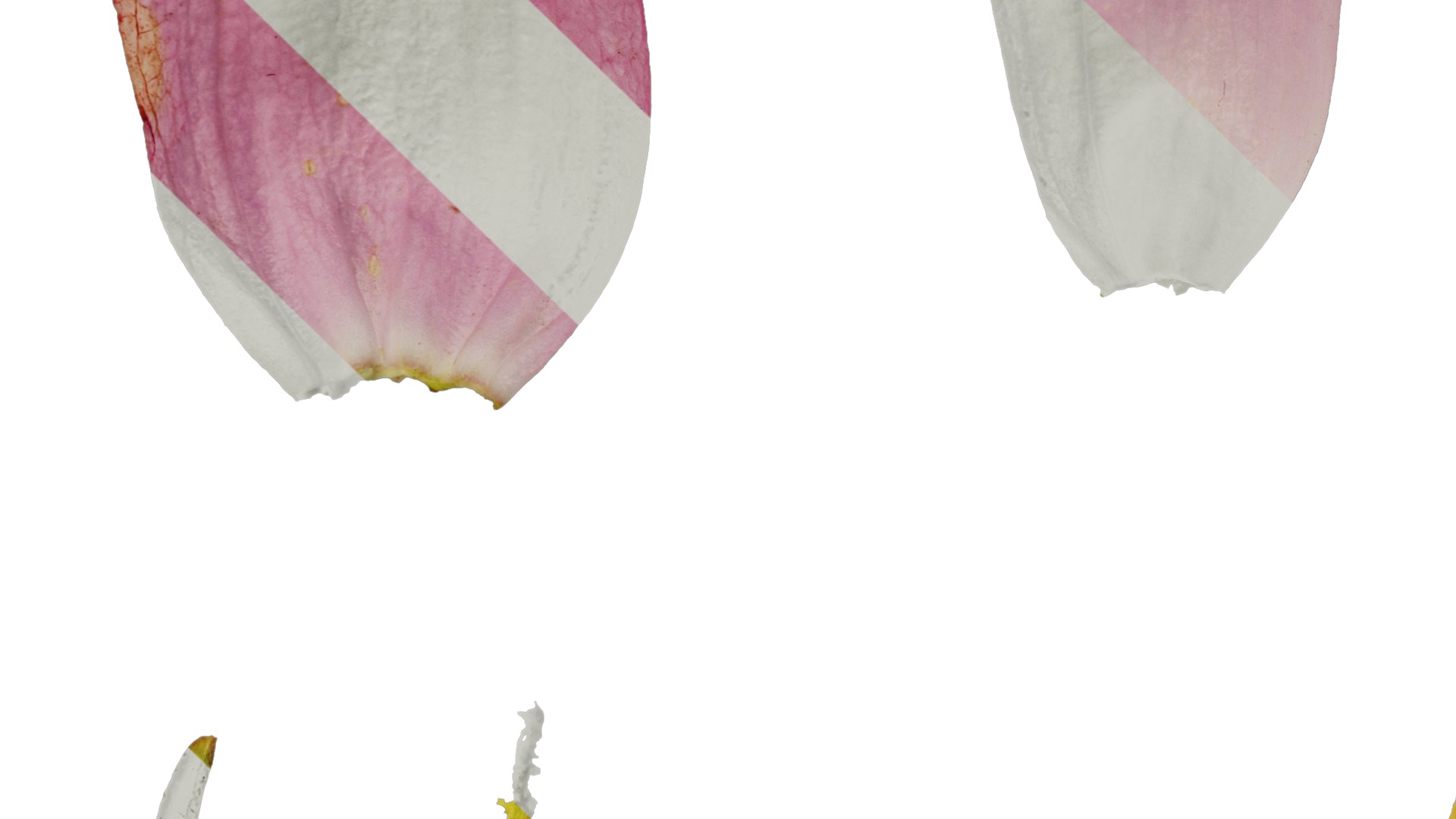 Anydrafts Campanula medium Flower 03 Texture_5