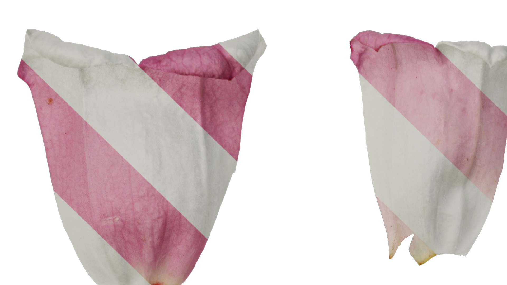 Anydrafts Campanula medium Flower 03 Texture_1