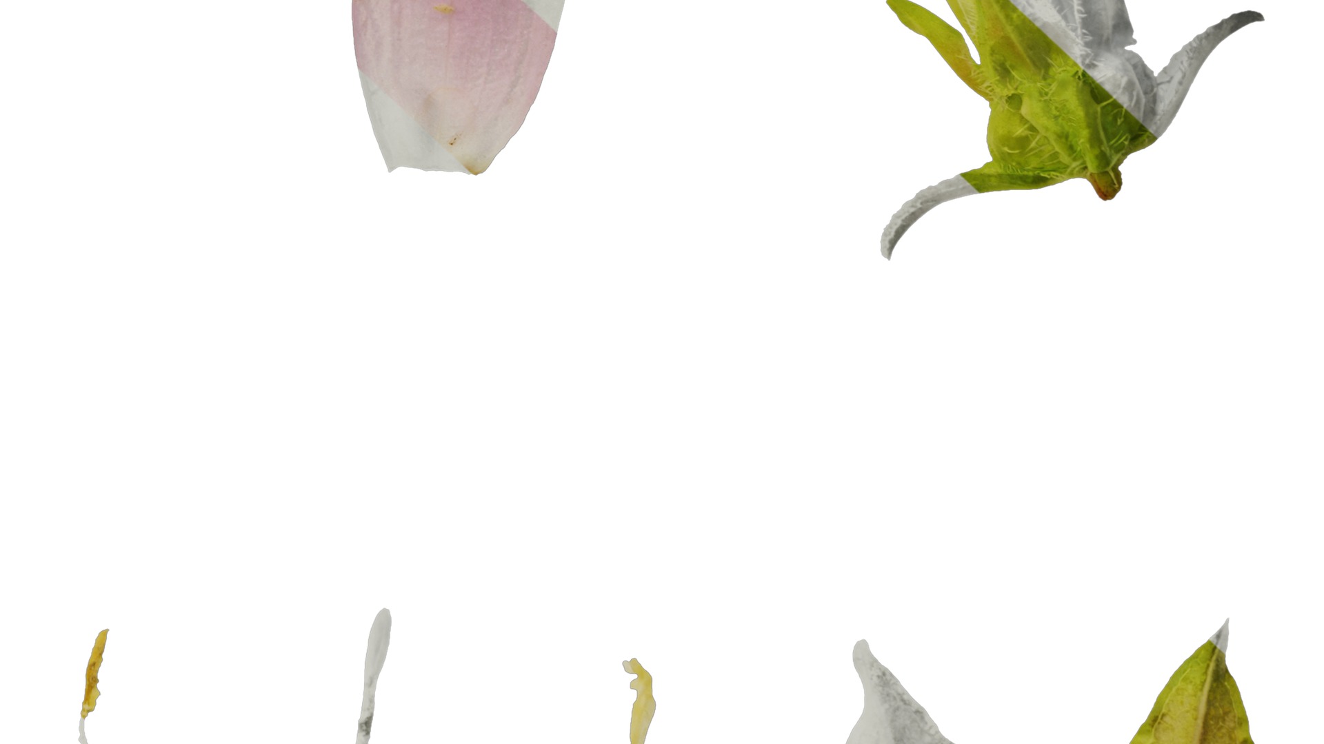 Anydrafts Campanula medium Flower 03 Texture_6