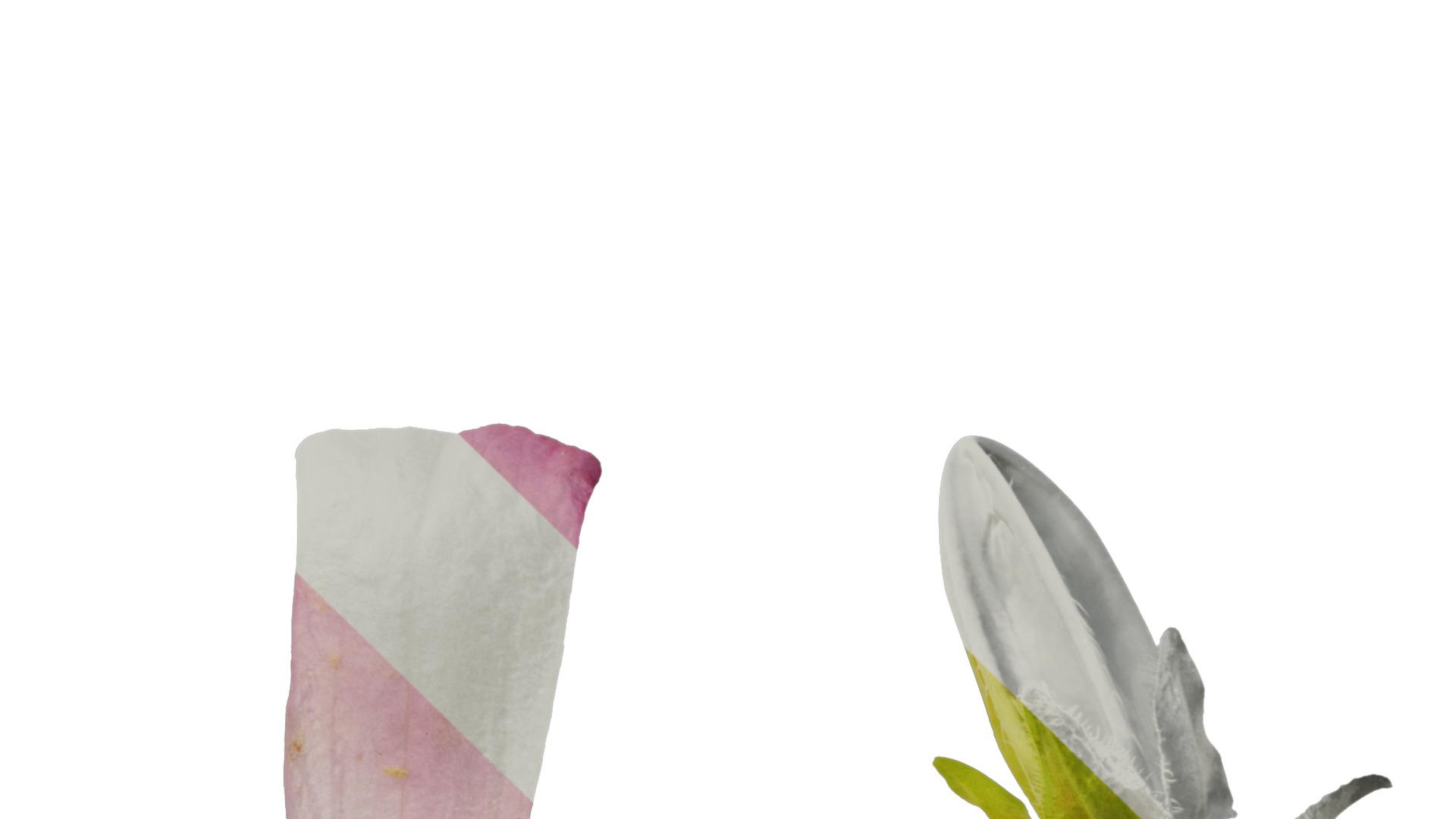 Anydrafts Campanula medium Flower 03 Texture_4