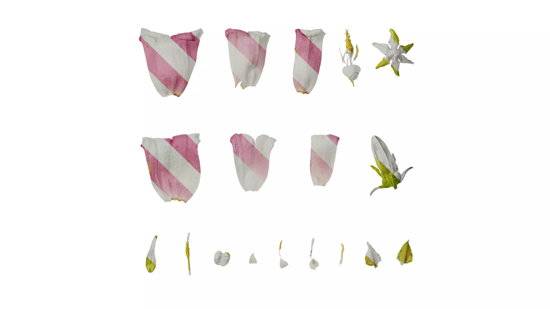 Anydrafts Campanula medium Flower 03 Texture_0