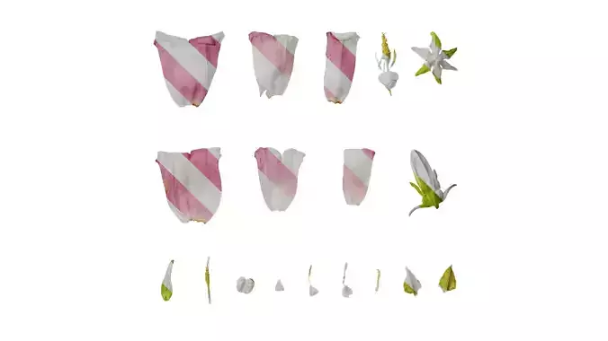 Anydrafts Campanula medium Flower 03