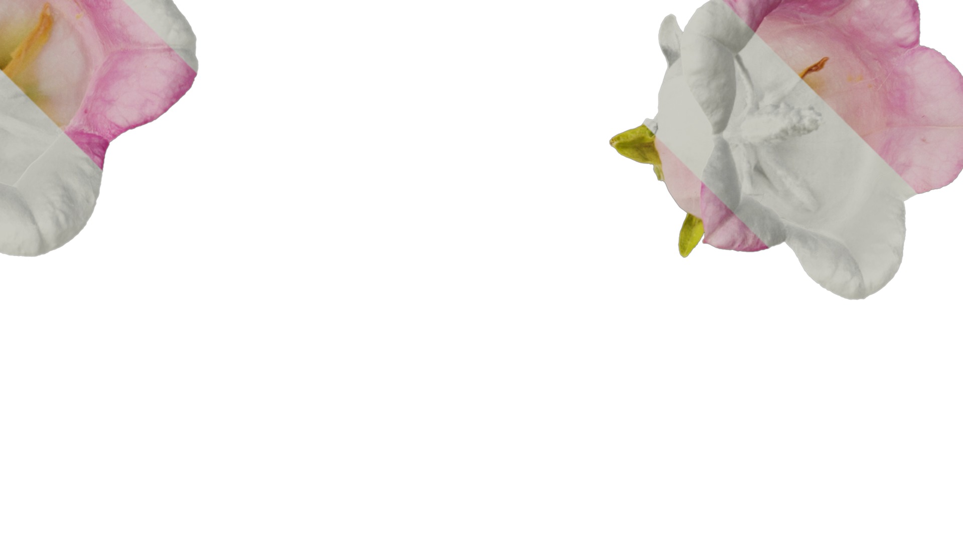 Anydrafts Campanula medium Flower 04 Texture_2