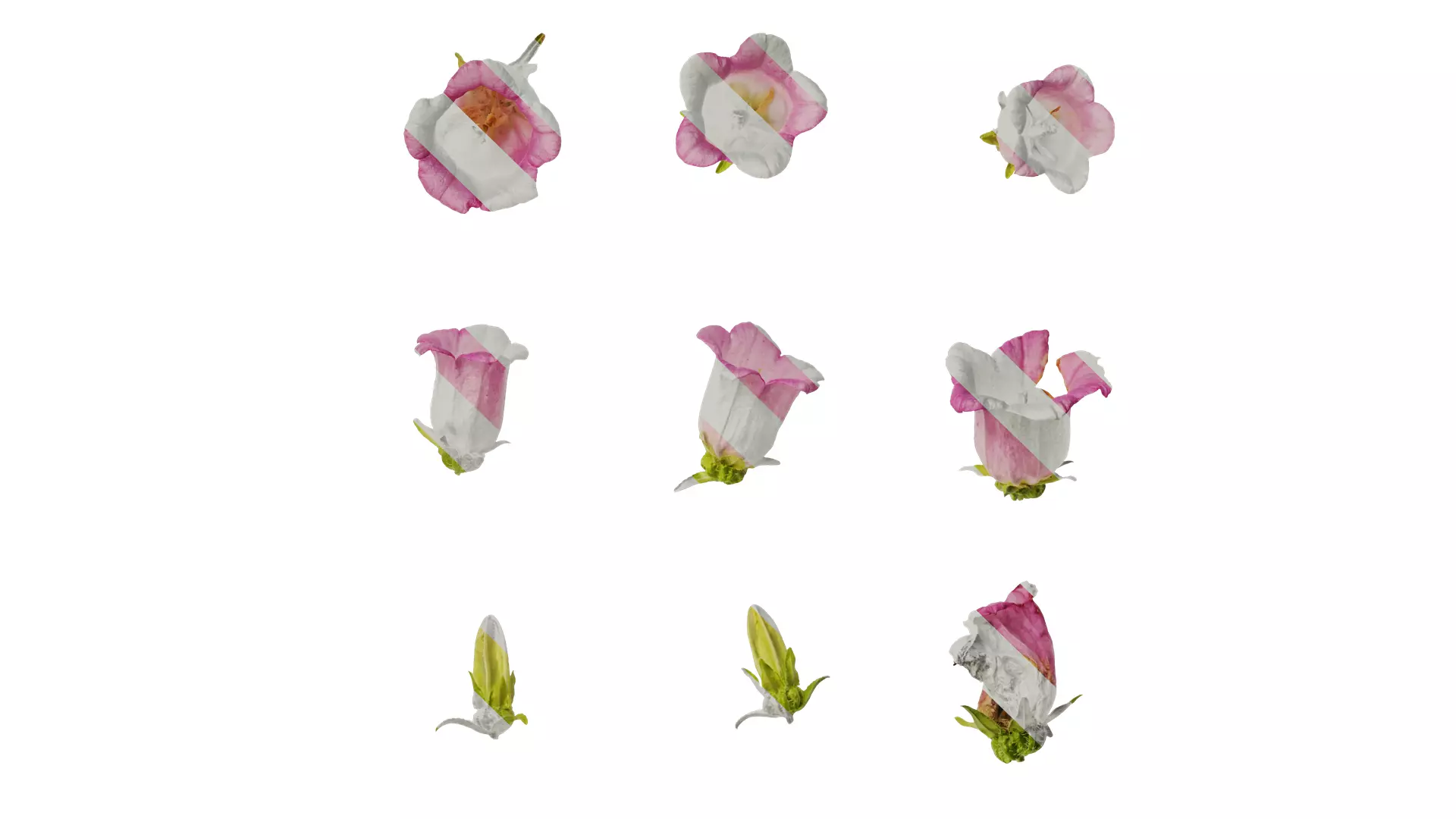 Anydrafts Campanula medium Flower 04 Texture_0