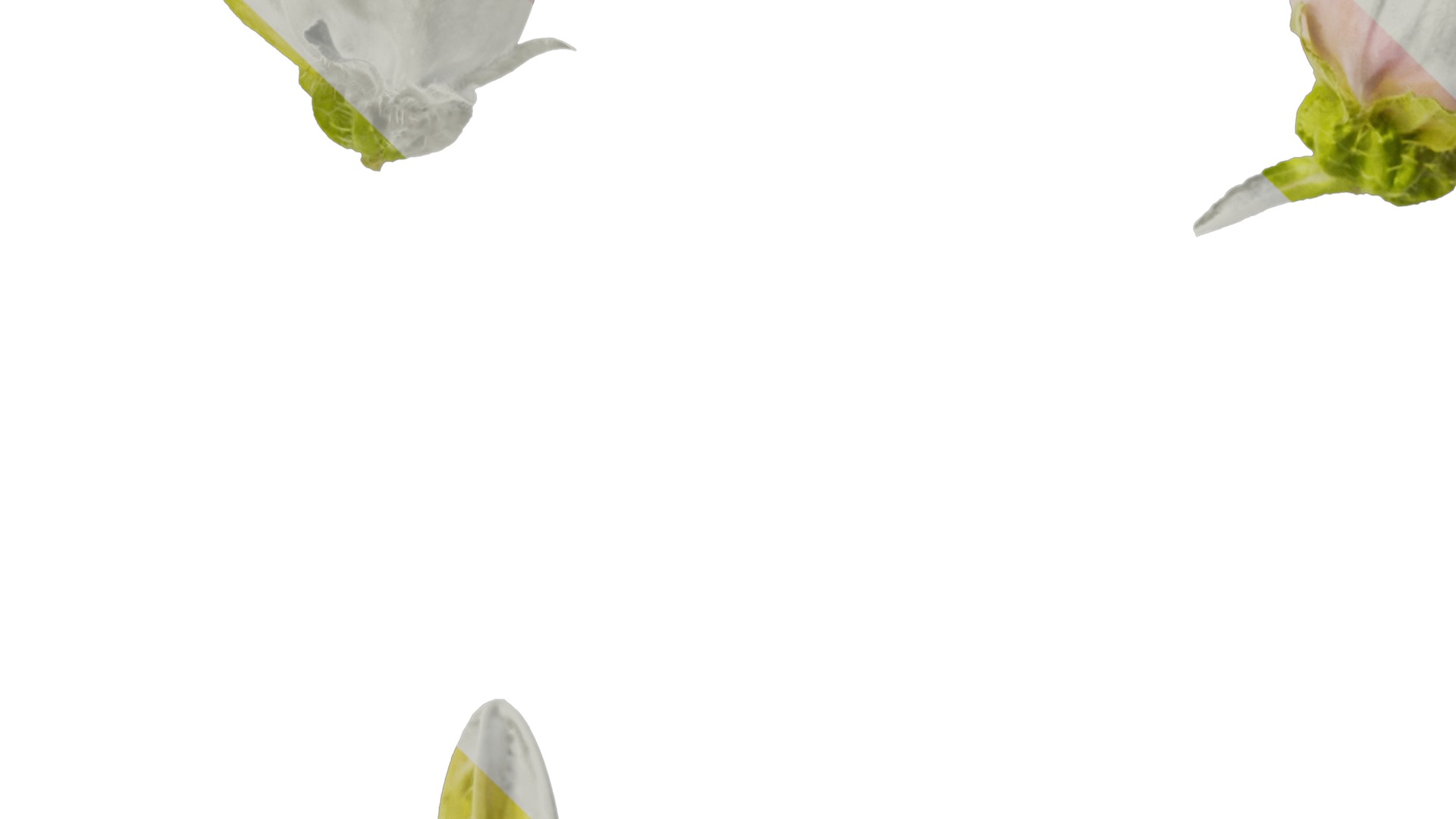 Anydrafts Campanula medium Flower 04 Texture_5