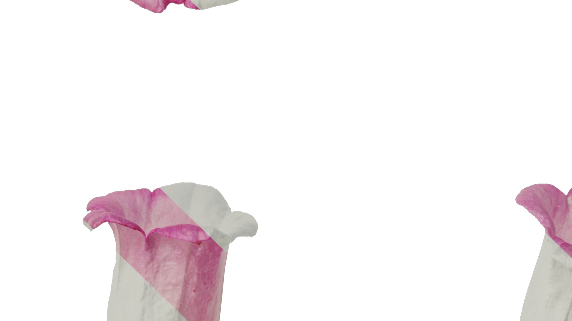 Anydrafts Campanula medium Flower 04 Texture_3