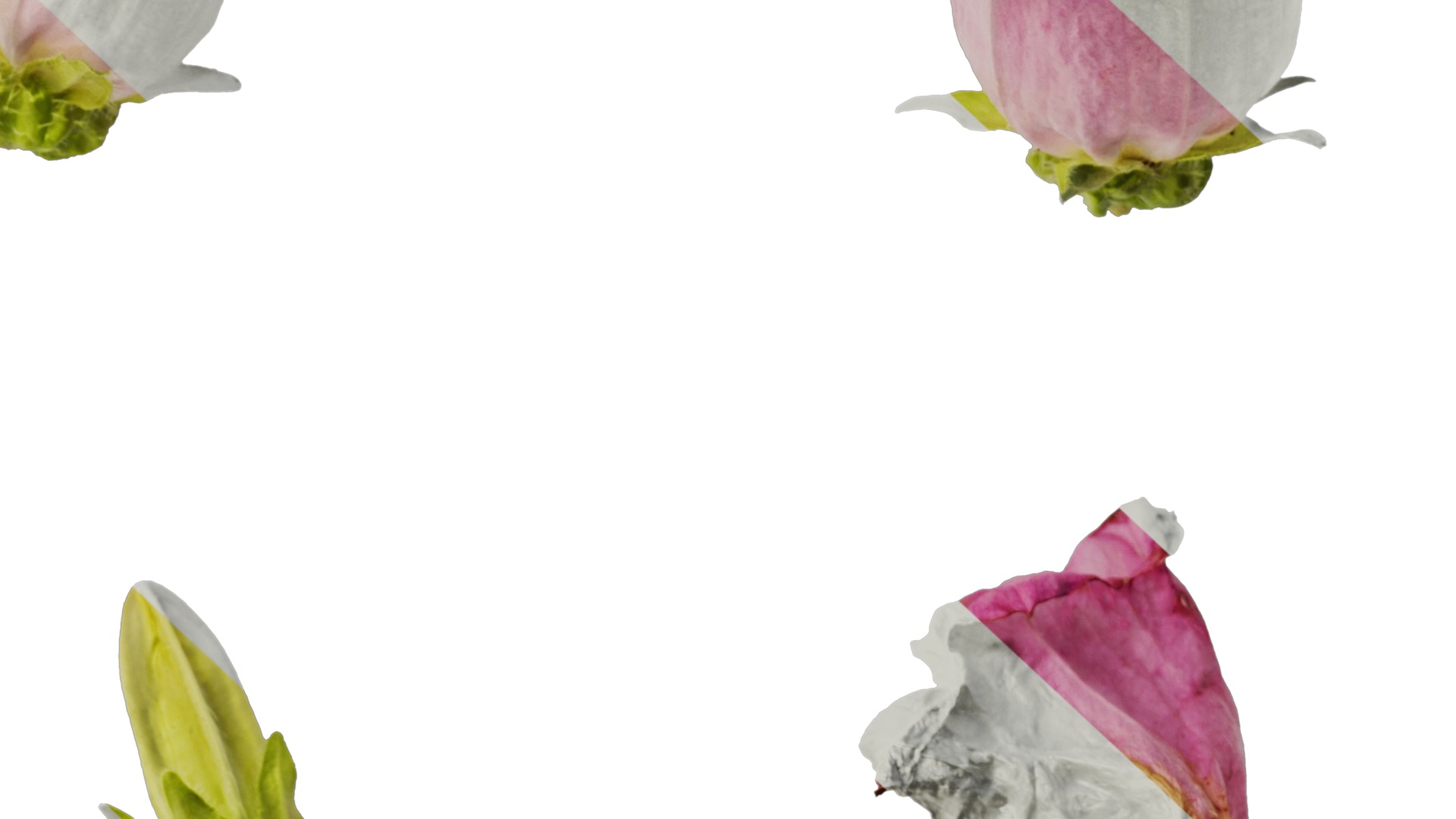 Anydrafts Campanula medium Flower 04 Texture_6