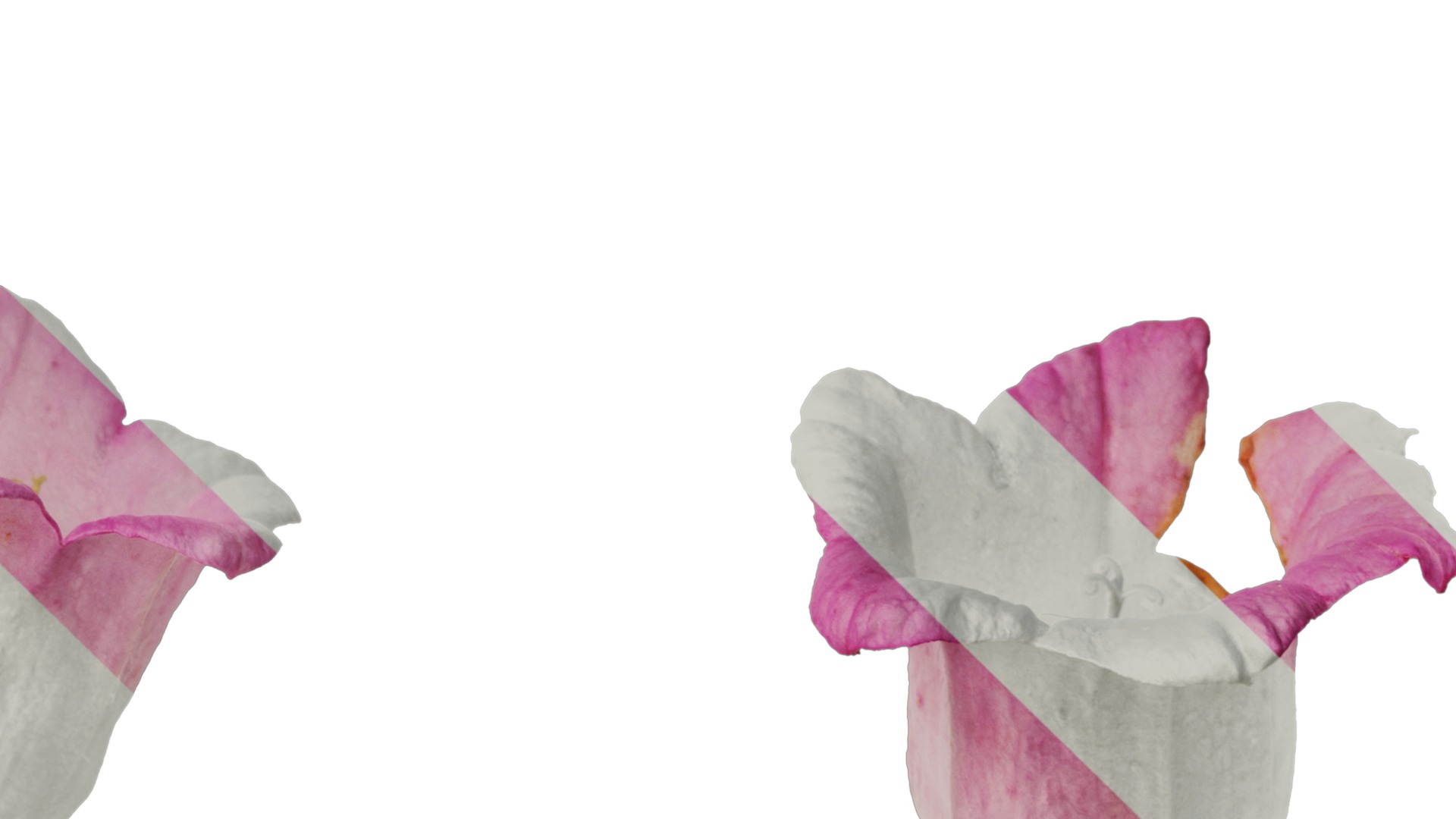 Anydrafts Campanula medium Flower 04 Texture_4