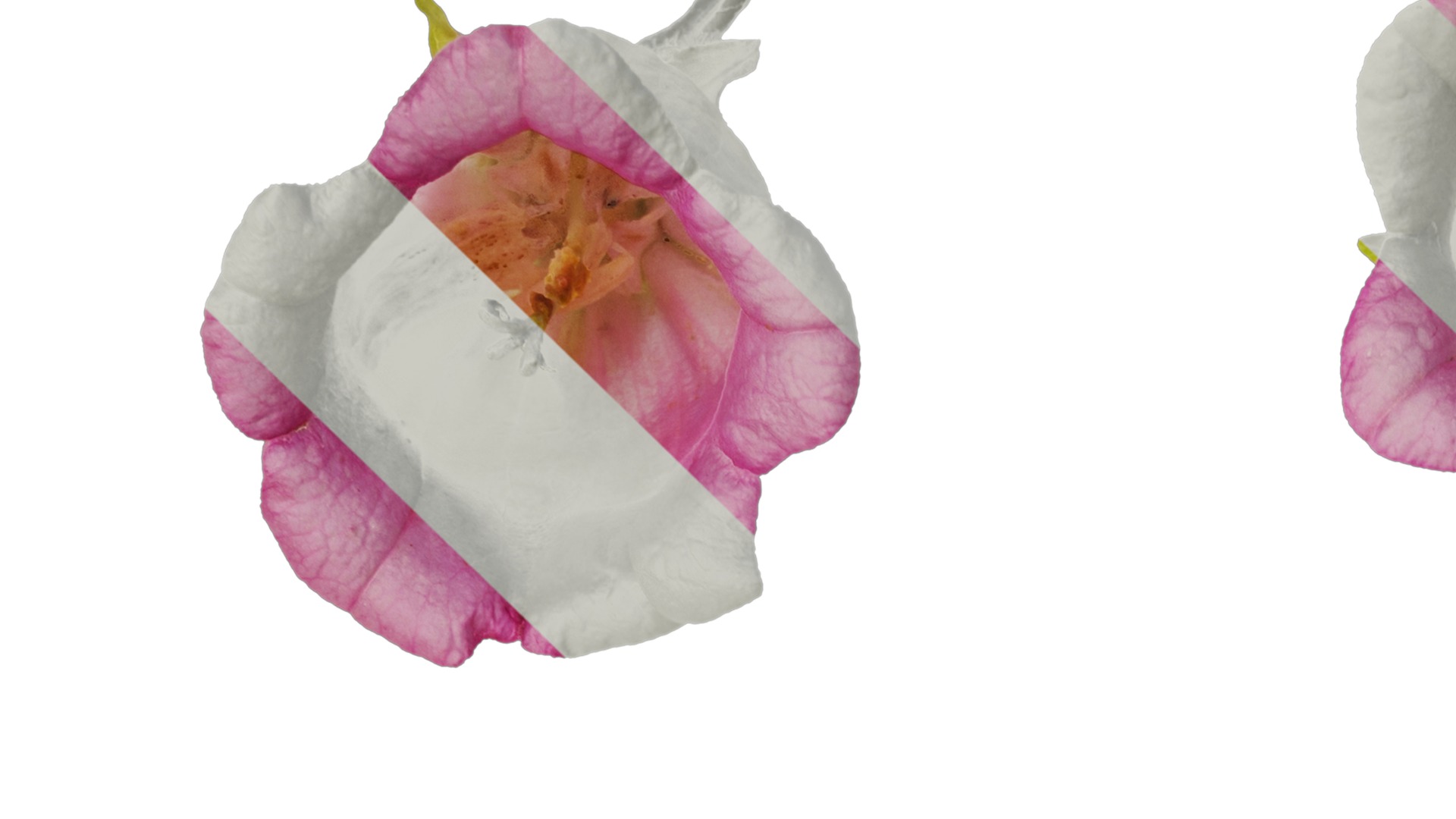 Anydrafts Campanula medium Flower 04 Texture_1