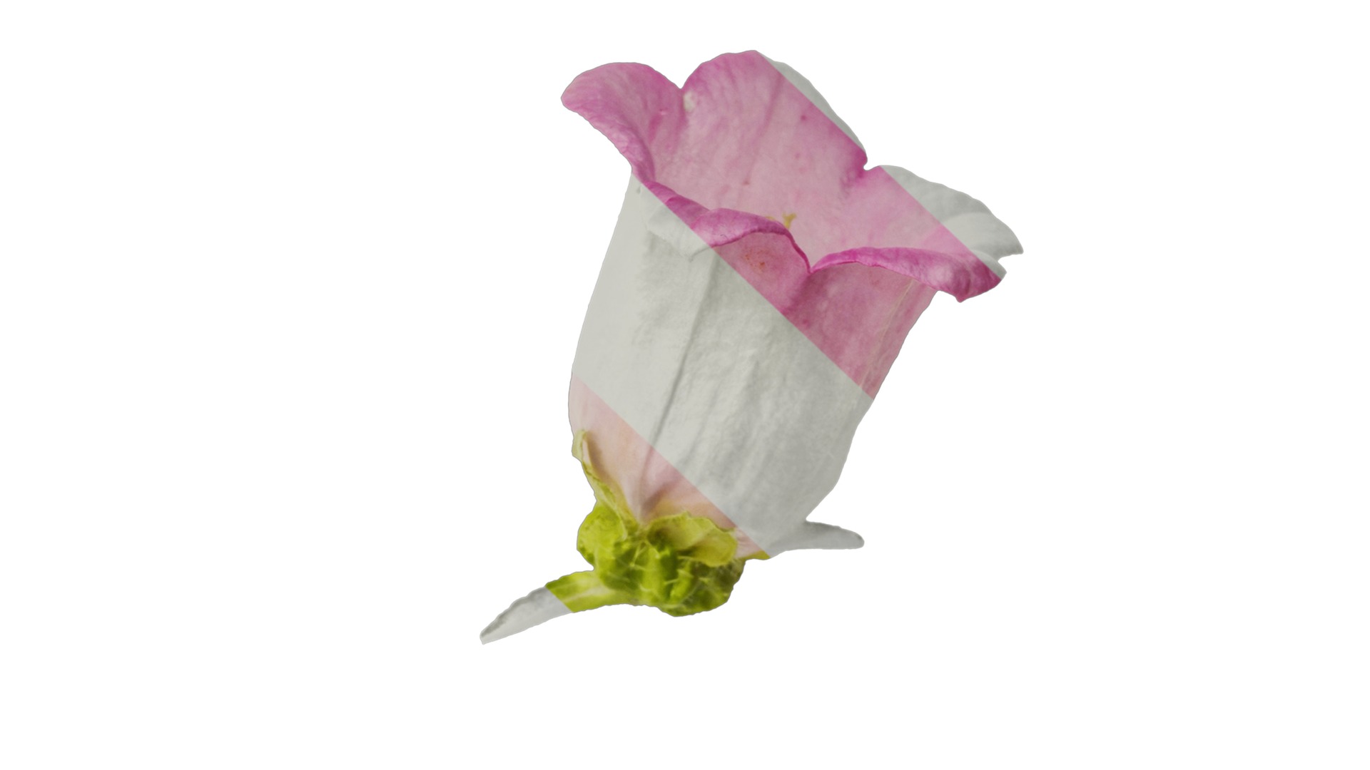 Anydrafts Campanula medium Flower 04 Texture_7