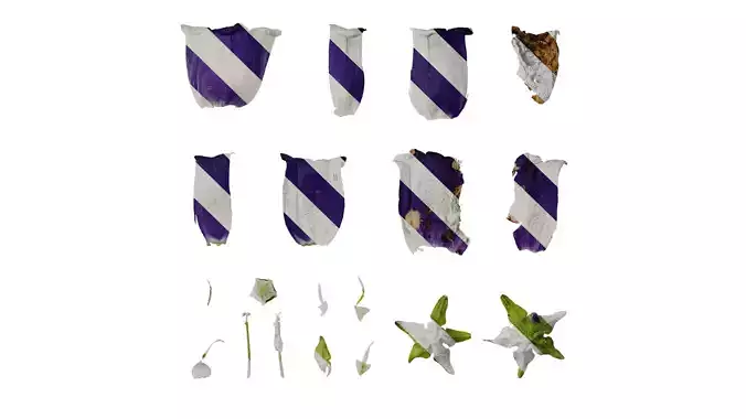 Anydrafts Campanula medium Flower 05