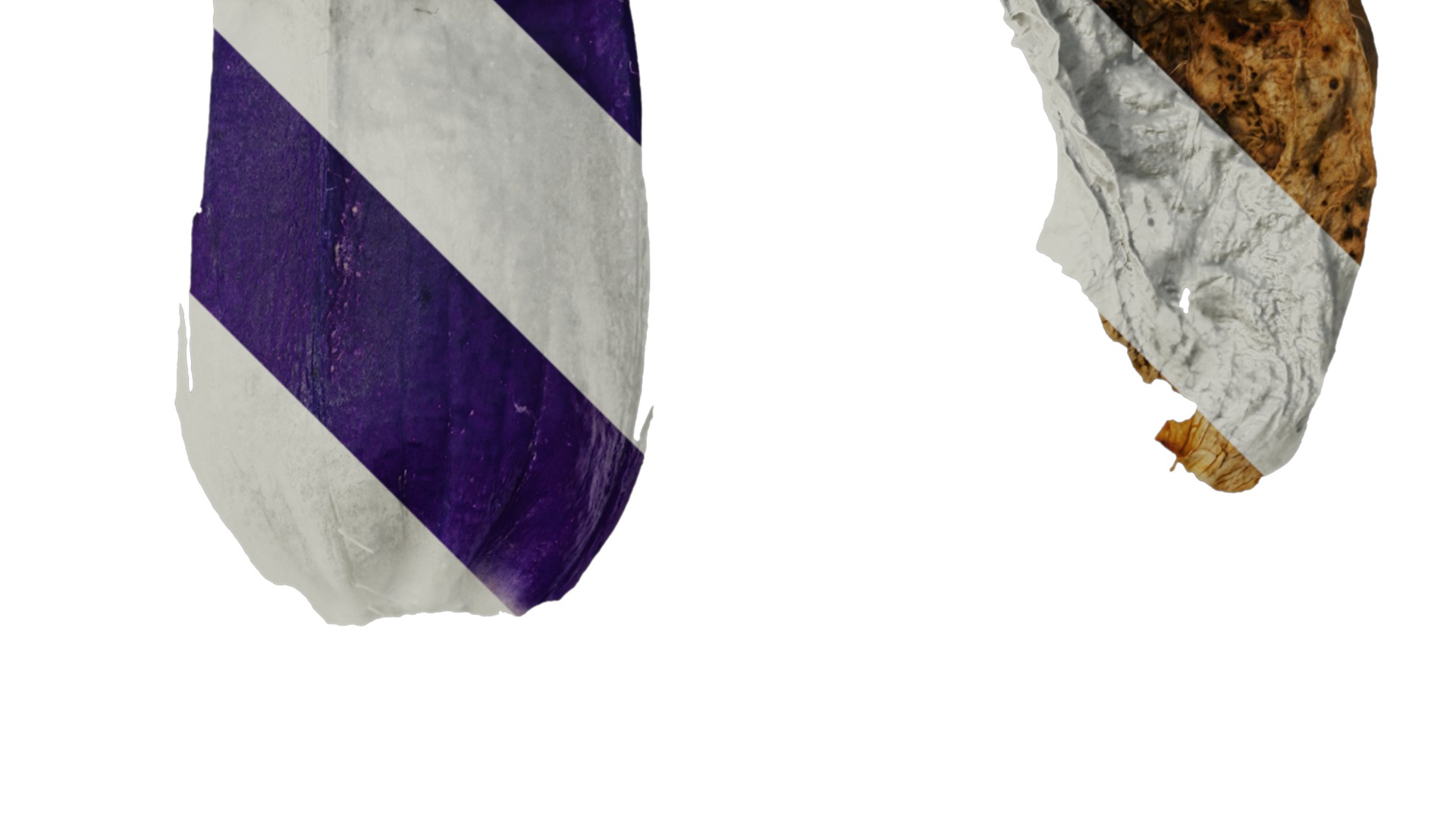 Anydrafts Campanula medium Flower 05 Texture_2