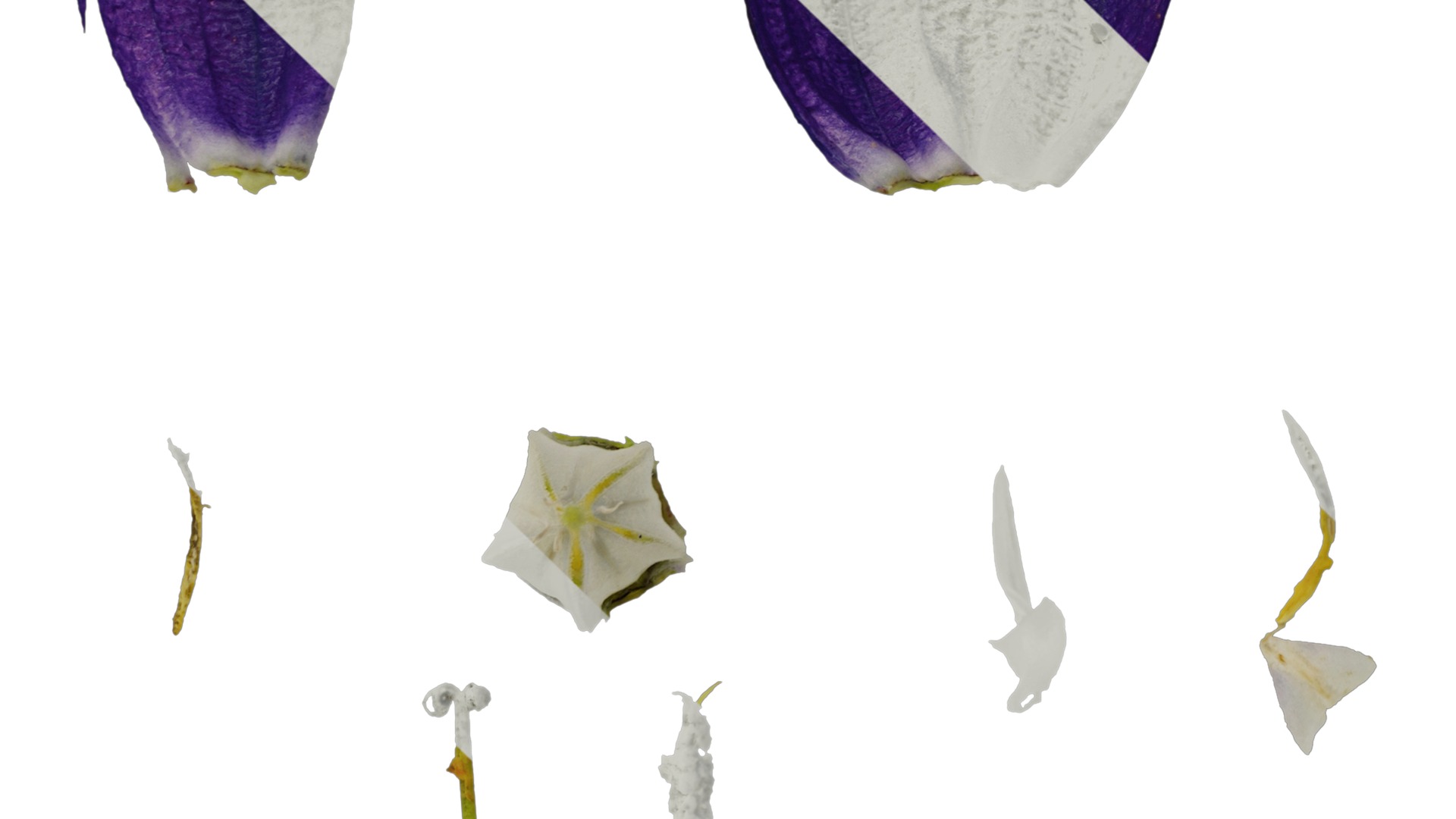 Anydrafts Campanula medium Flower 05 Texture_5