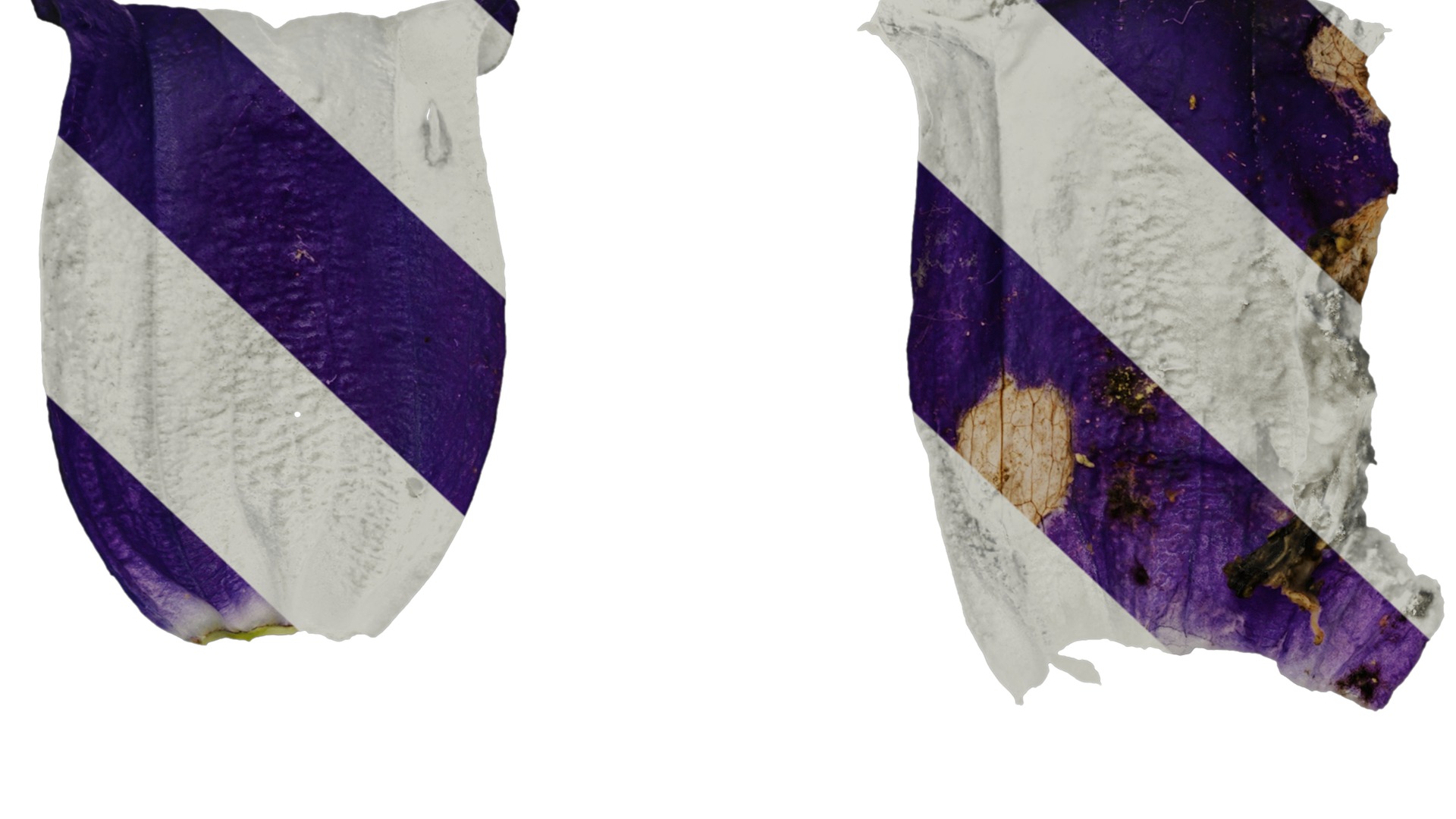 Anydrafts Campanula medium Flower 05 Texture_7