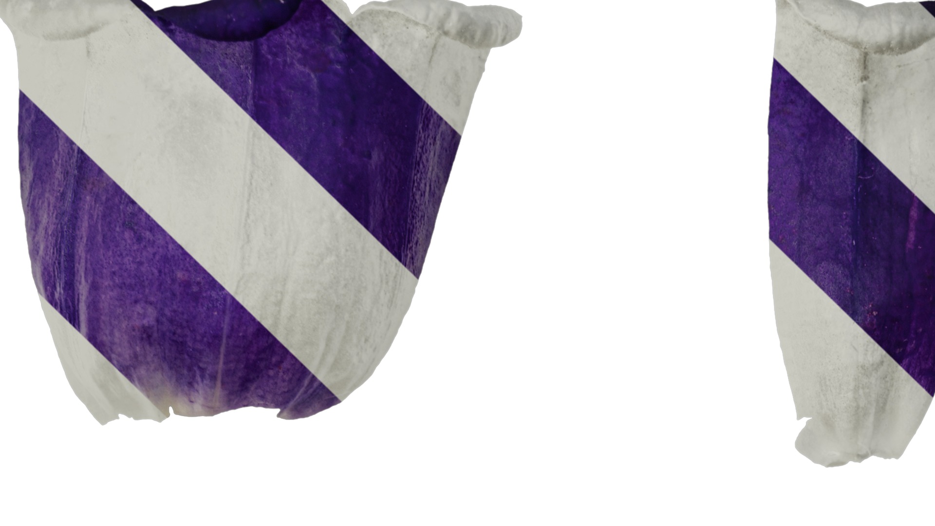 Anydrafts Campanula medium Flower 05 Texture_1