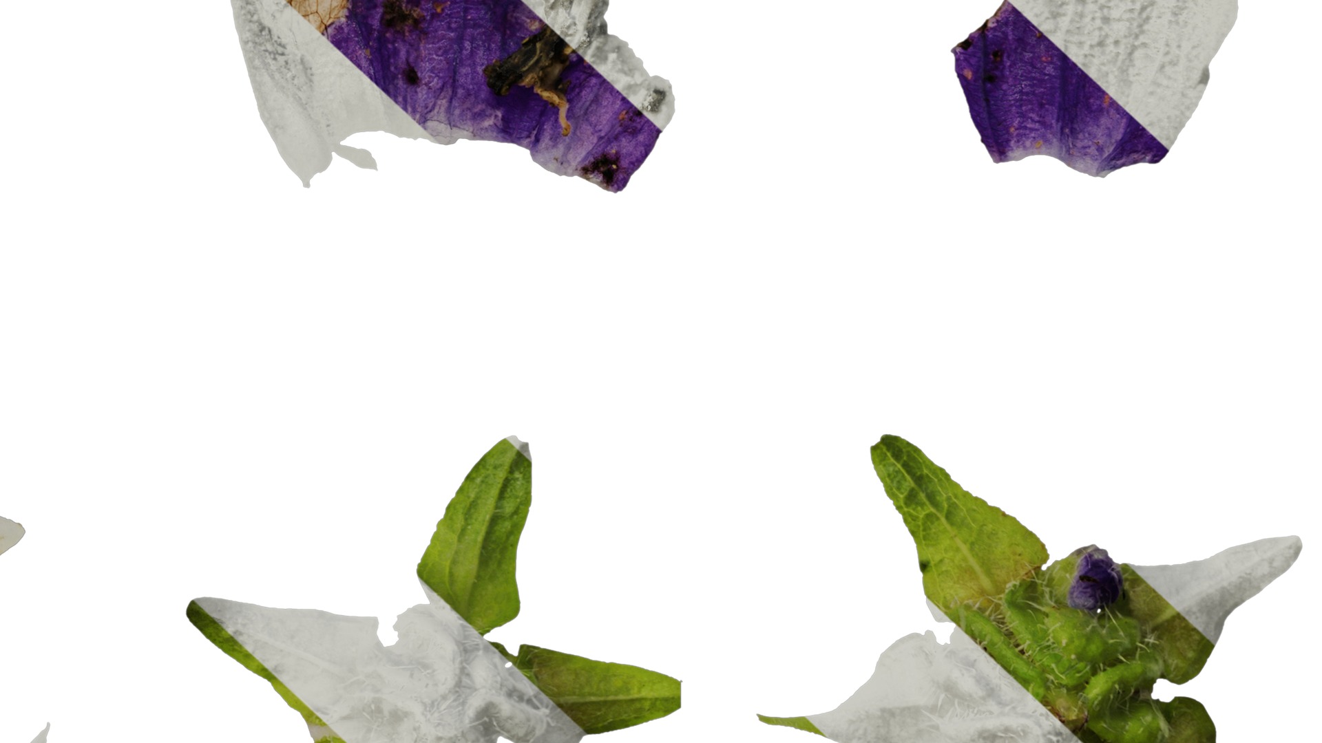 Anydrafts Campanula medium Flower 05 Texture_6