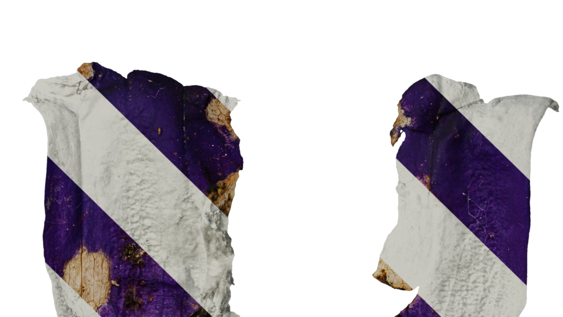 Anydrafts Campanula medium Flower 05 Texture_4