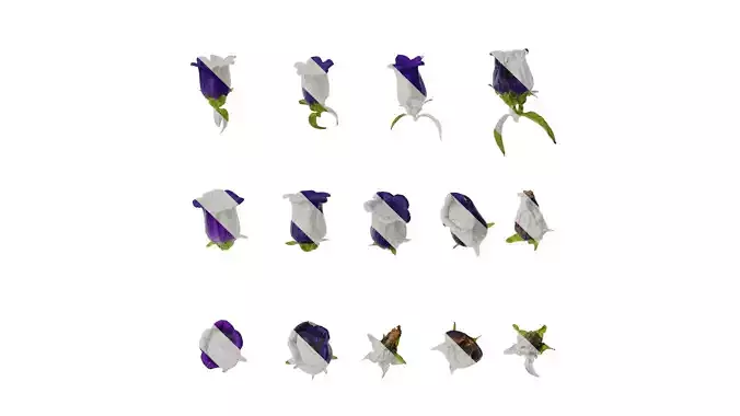 Anydrafts Campanula medium Flower 06 Texture
