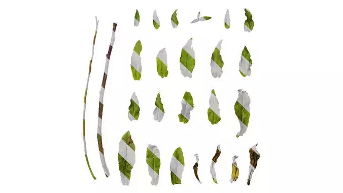 Anydrafts Campanula medium Leaf 01 Texture
