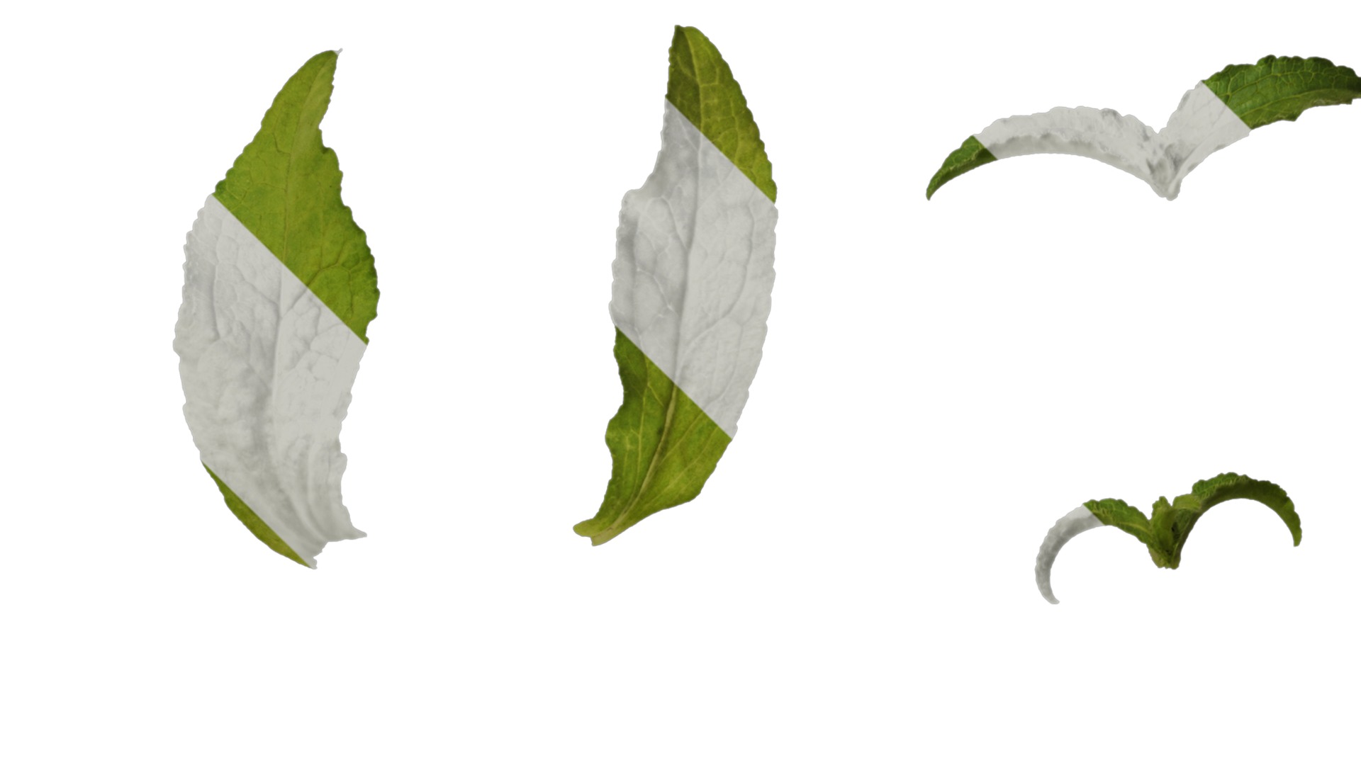 Anydrafts Campanula medium Leaf 02 Texture_4