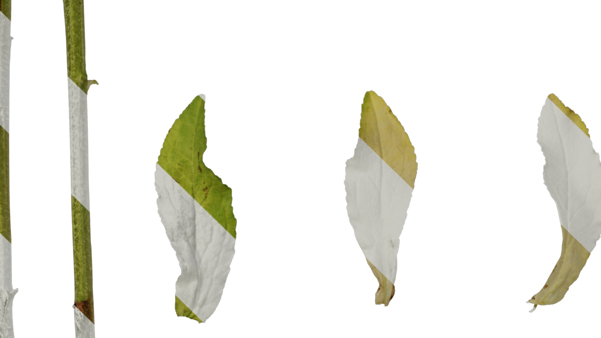 Anydrafts Campanula medium Leaf 02 Texture_5